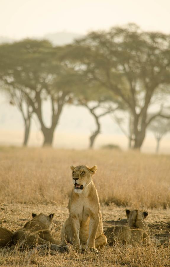 סרנגטי Mawe Tented Camp מראה חיצוני תמונה